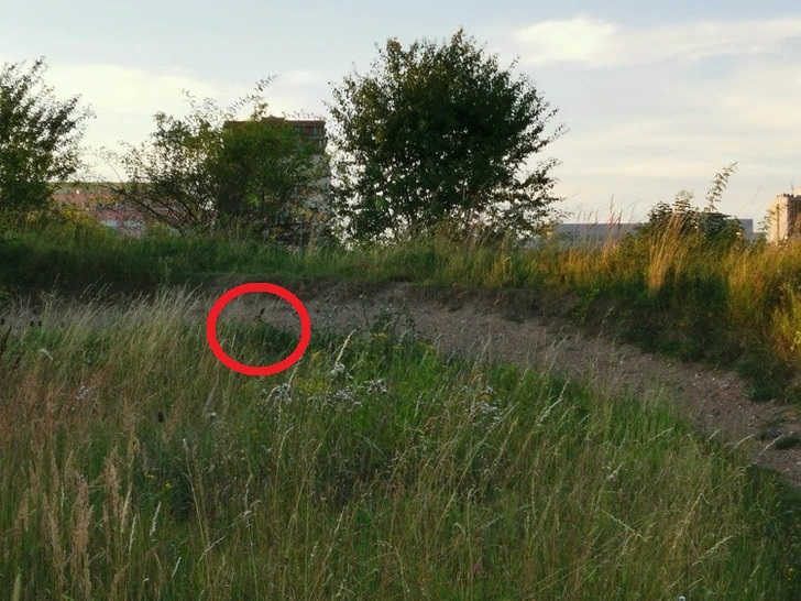 Find Rabbit in 6 Seconds Solution